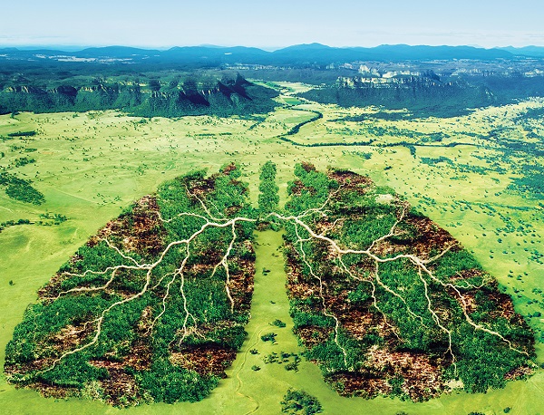 Image of lung shaped forest